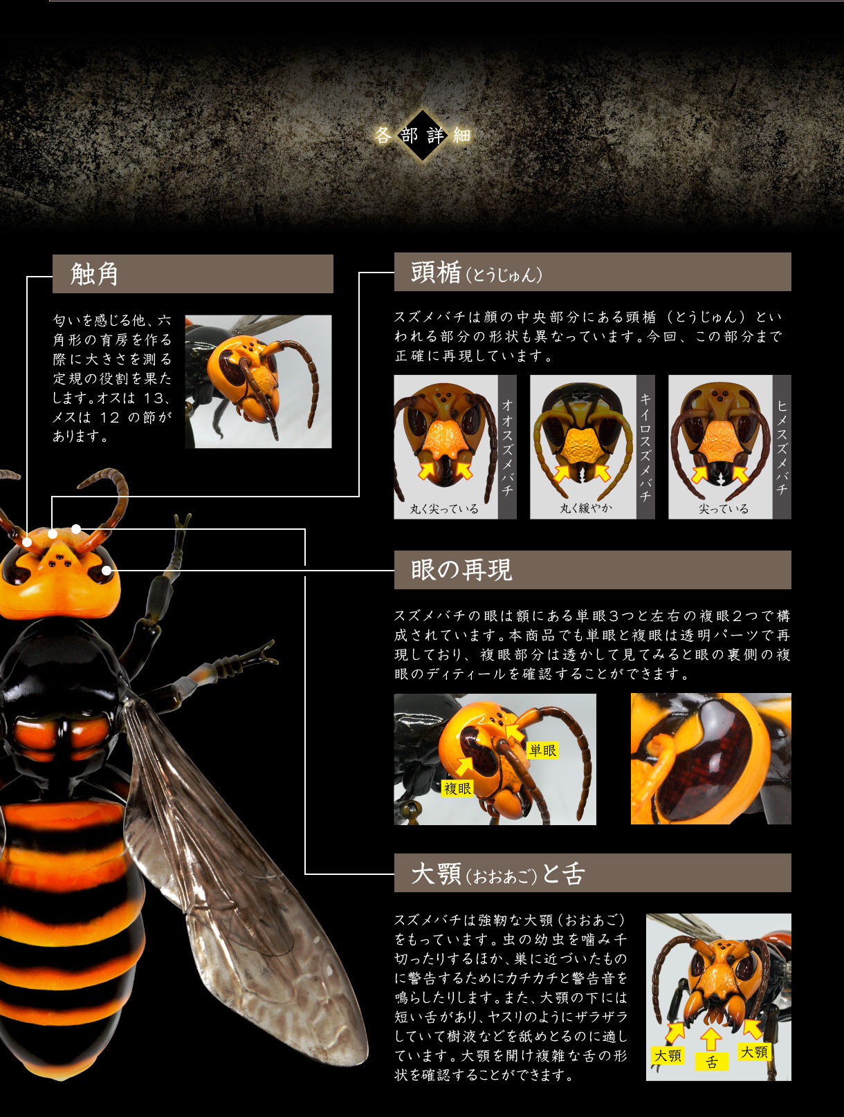 いきもの大図鑑アドバンス スズメバチ 3種コンプリート - その他