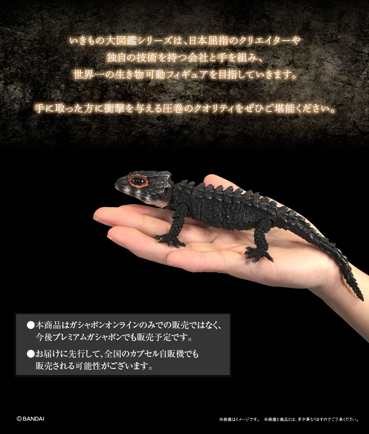 アカメカブトトカゲとモトイカブトトカゲ【2次：2022年6月発送