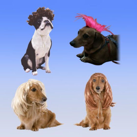 犬のウィッグ かつら 商品情報 バンダイ公式サイト