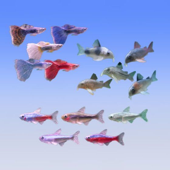 10％OFF】 デジタルグレードシリーズ 熱帯魚 バンダイ 全15種 