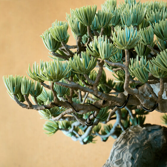 SRL X BANDAI SPIRITS . BONSAI MODEL KITyQFQOQTNTz
