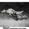 S.H.MonsterArts X[p[JSW