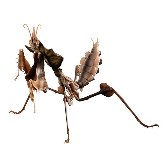 ニセハナマオウカマキリ - 虫類