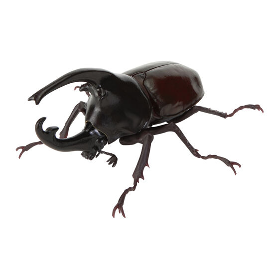 ケンタウルスオオカブト